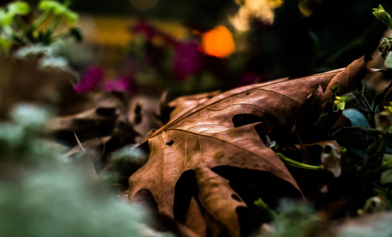 Szeptember 21. – Az ősz nemzetközi napja