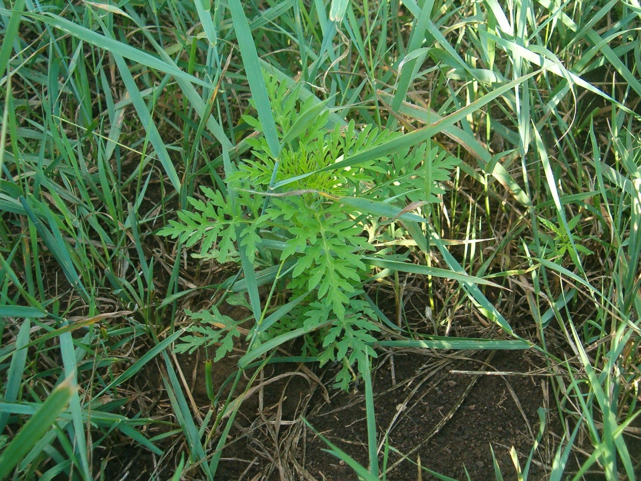 Vége a parlagfűszezonnak!