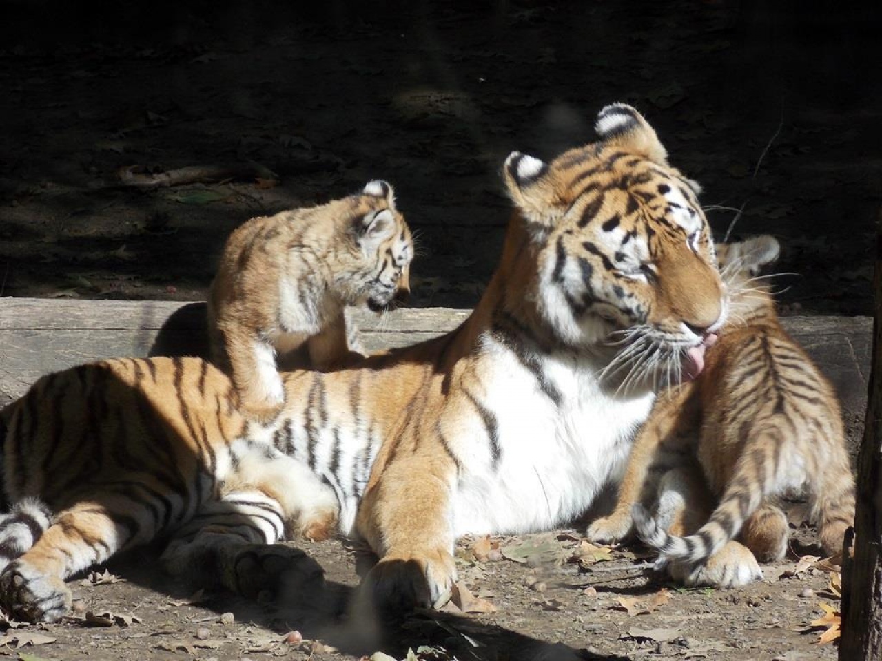 Állati nap az állatparkban