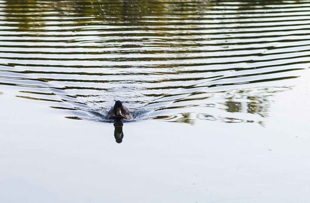 Kiskacsa fürdik a Sóstói-tóban...