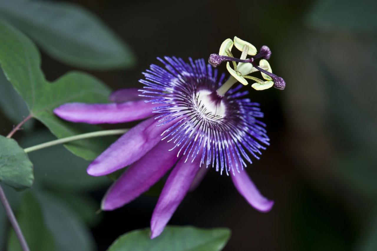 Színes golgotavirág