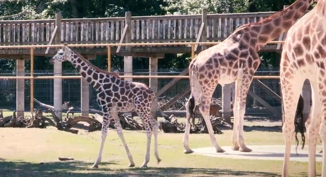 Boldog születésnapot, Kamilla!