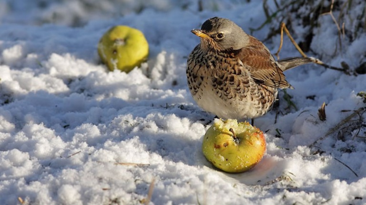 Téli madáretetési szezon