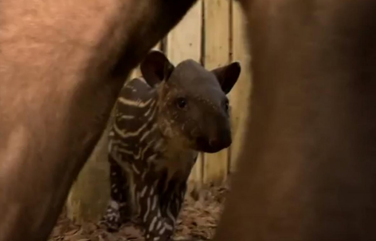 Már költöznek az állatok