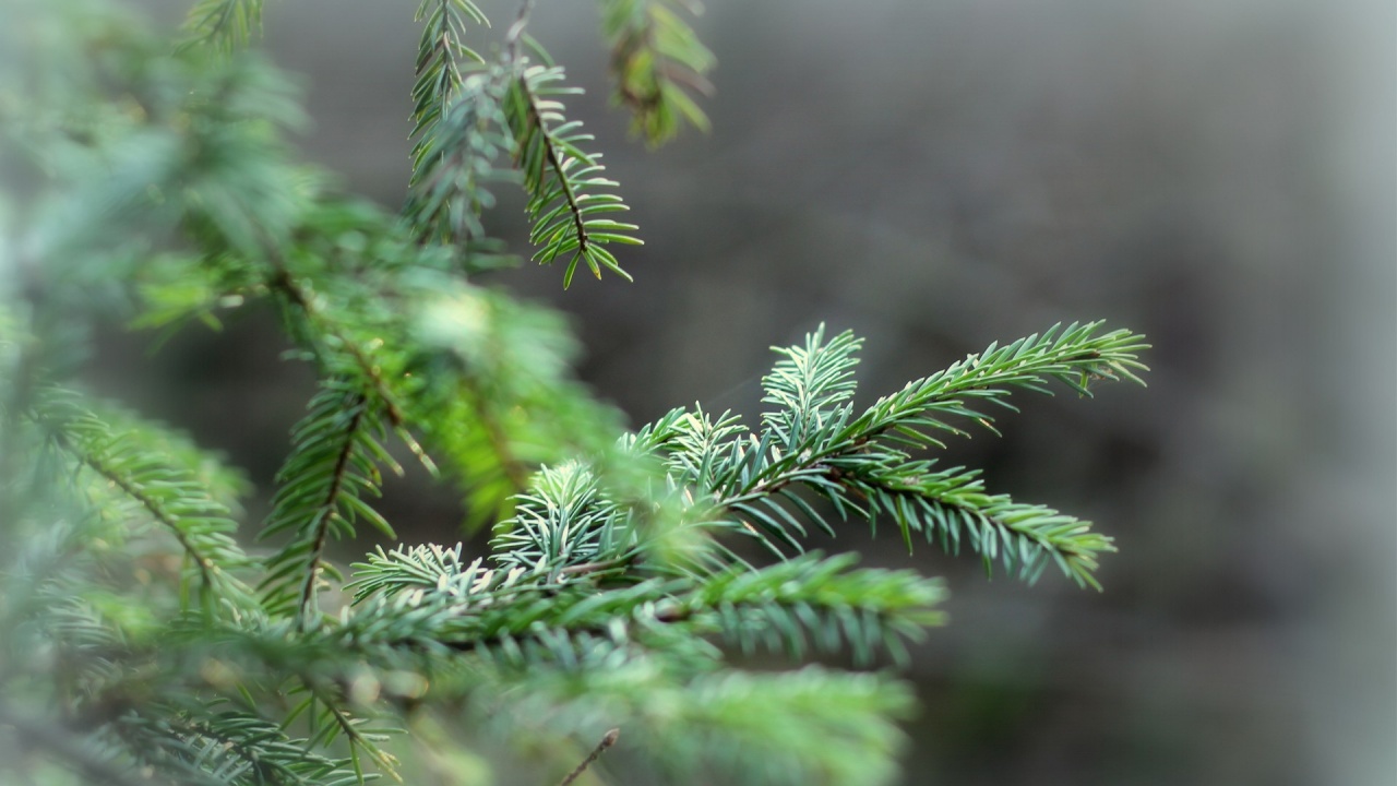 Adventi lázban Oros