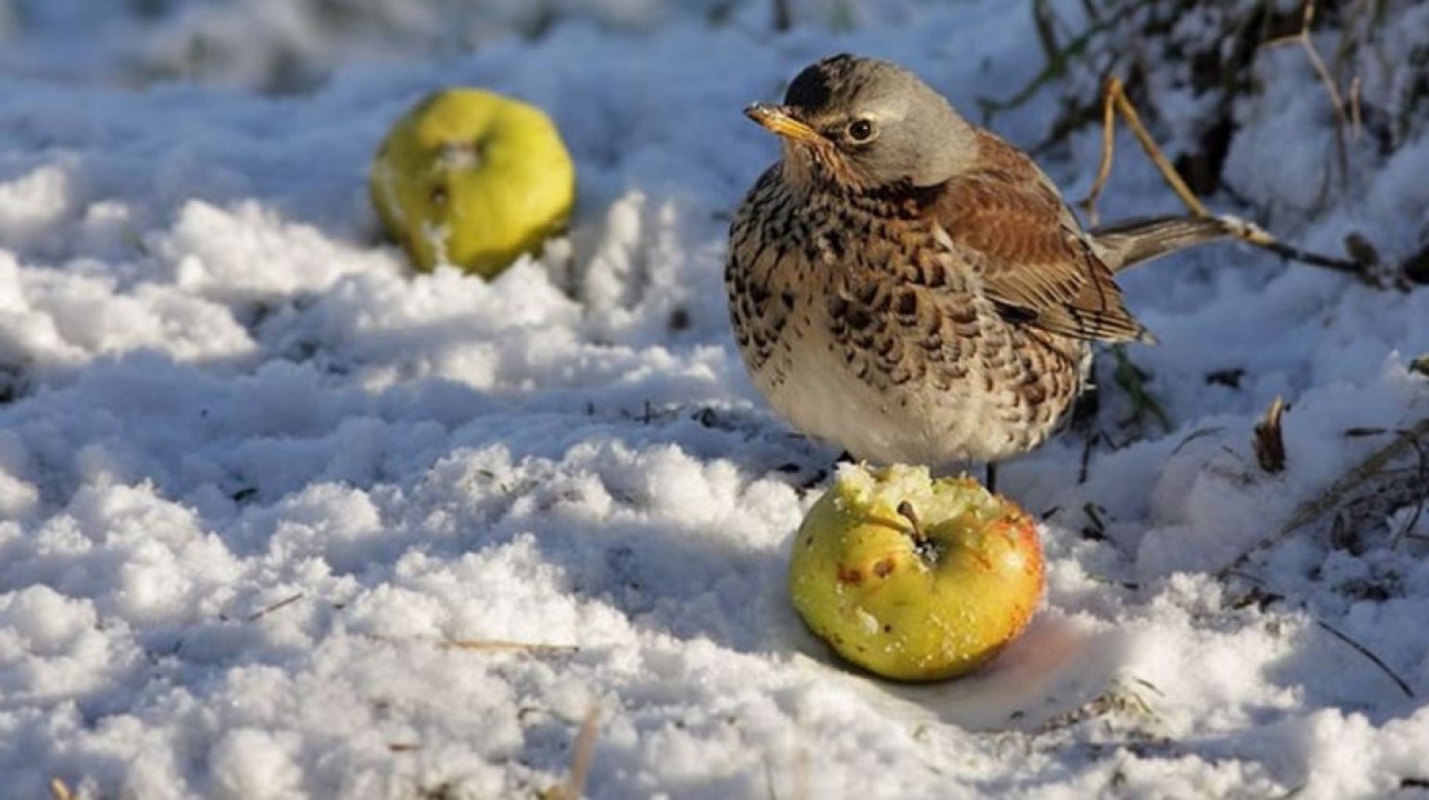 Etessük a madarakat!