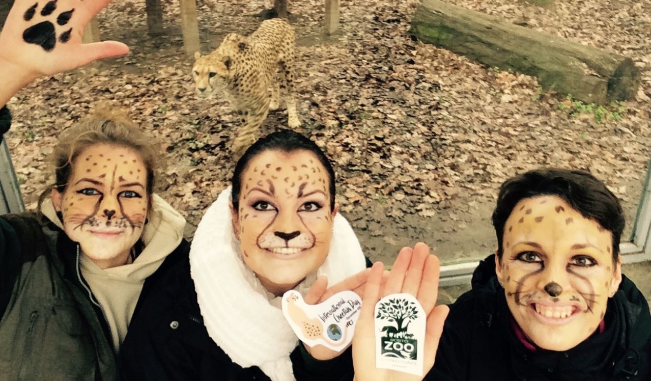 Ma a gepárdok ingyen léphetnek be a Nyíregyházi Állatparkba!