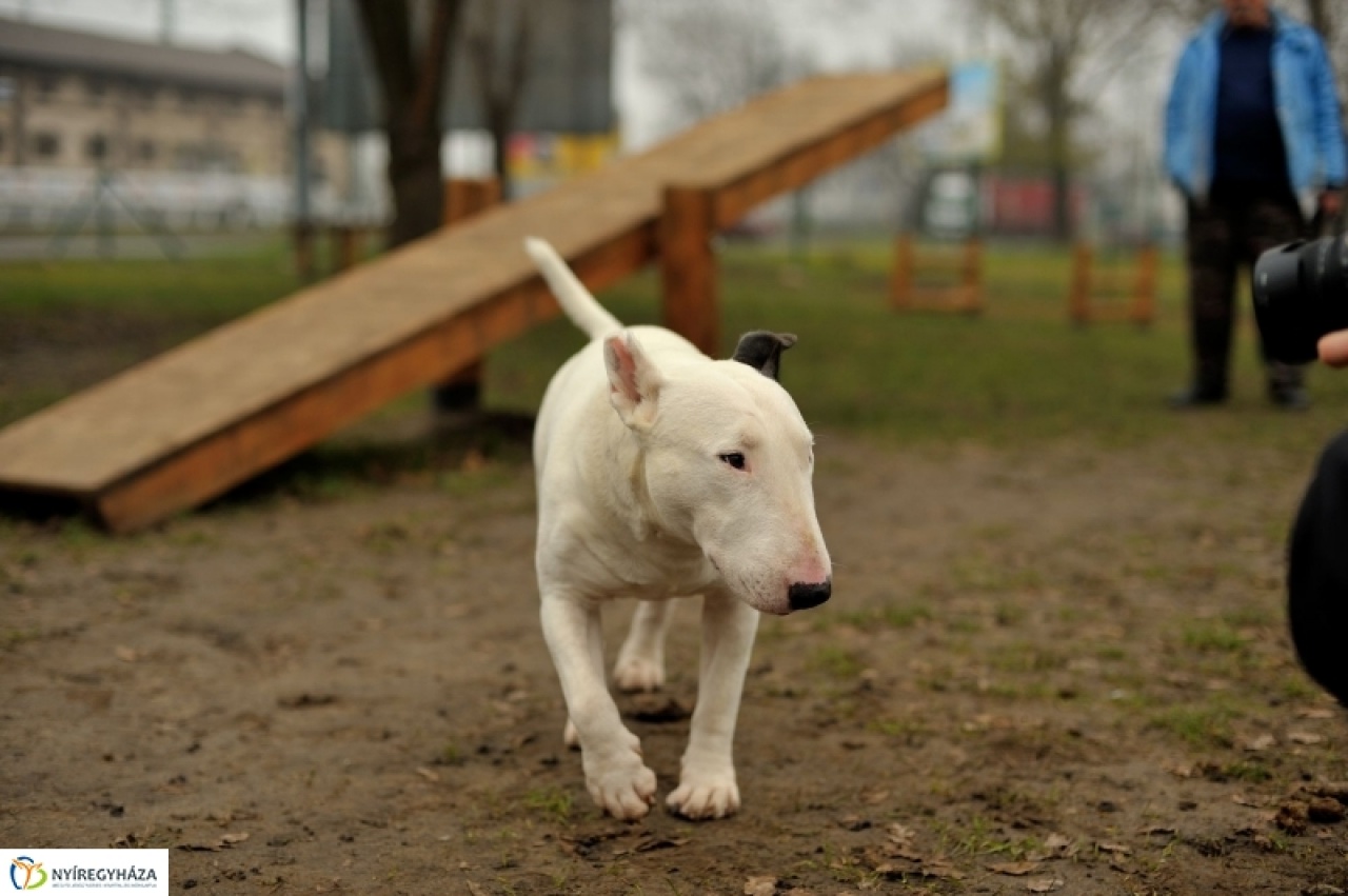Érkerti kutyafuttató