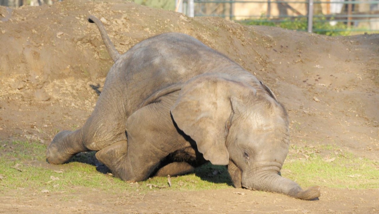 Ne lógasd az ormányod!