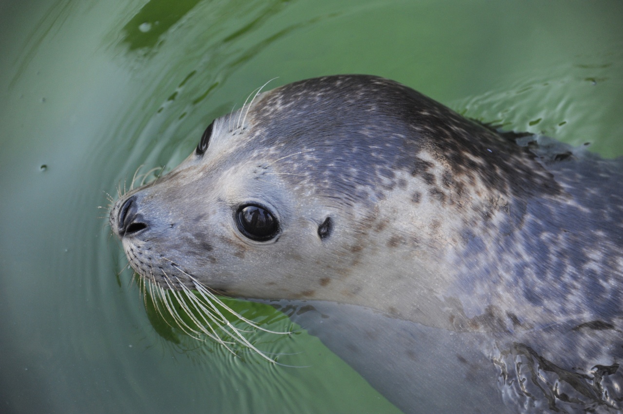 19 évének talán legsikeresebb évét zárta idén a Nyíregyházi Állatpark