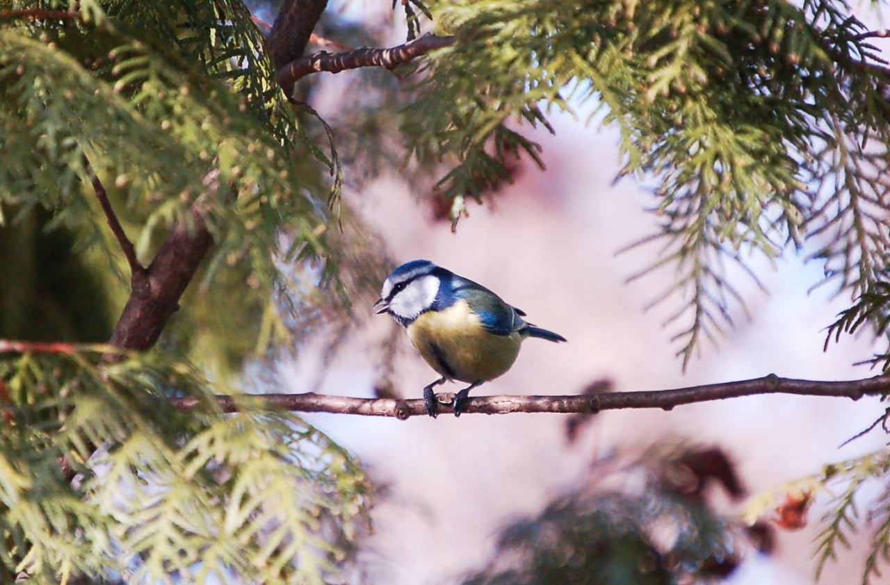 A kert madarainak védelme