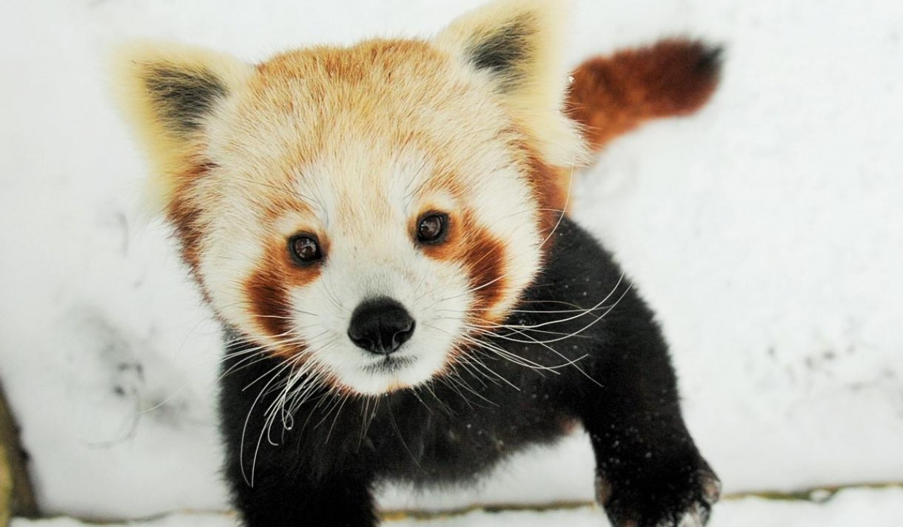 Élvezi a havat a Nyíregyházi Állatpark pandapárja!