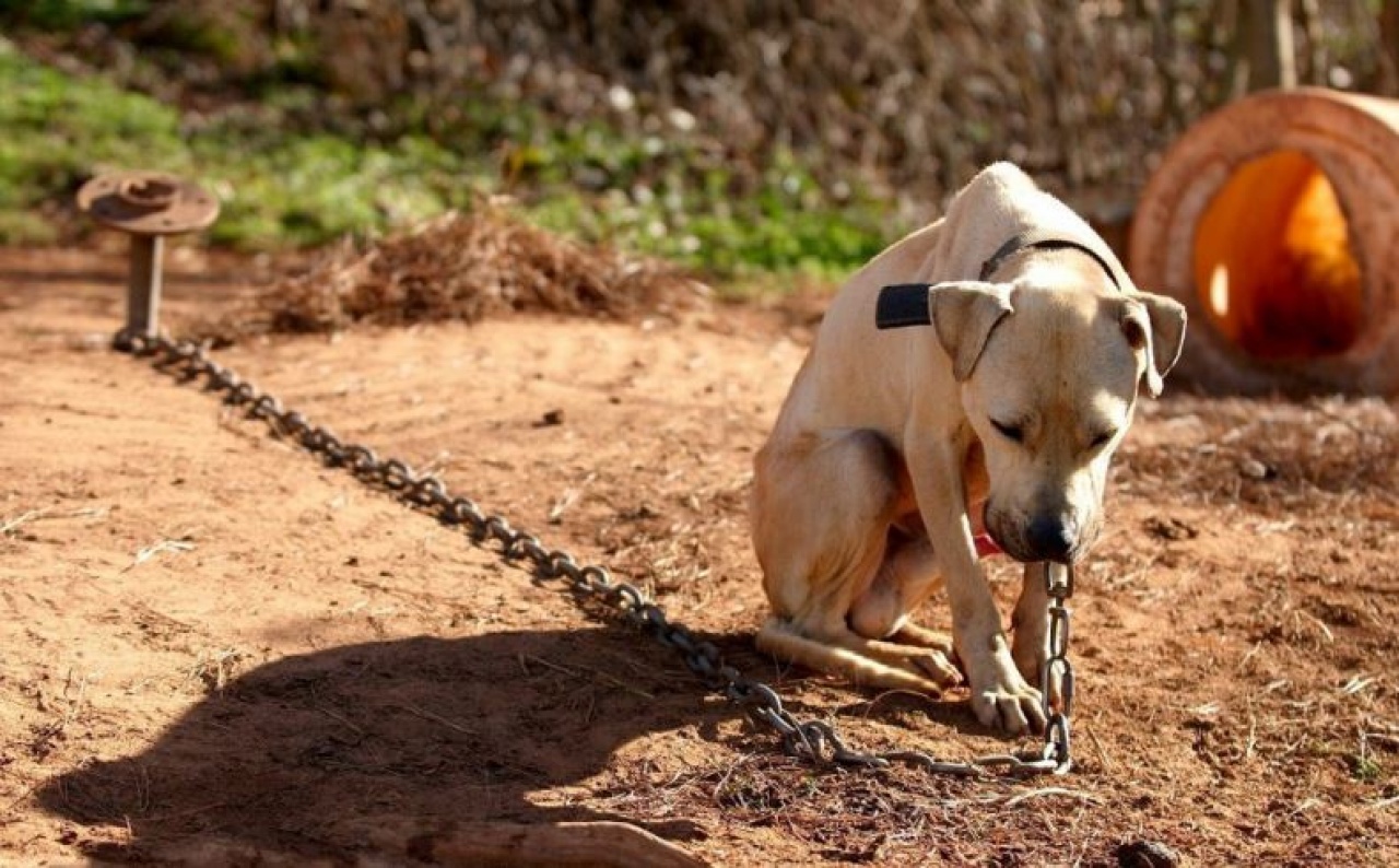 Tilos láncra verni a kutyát!