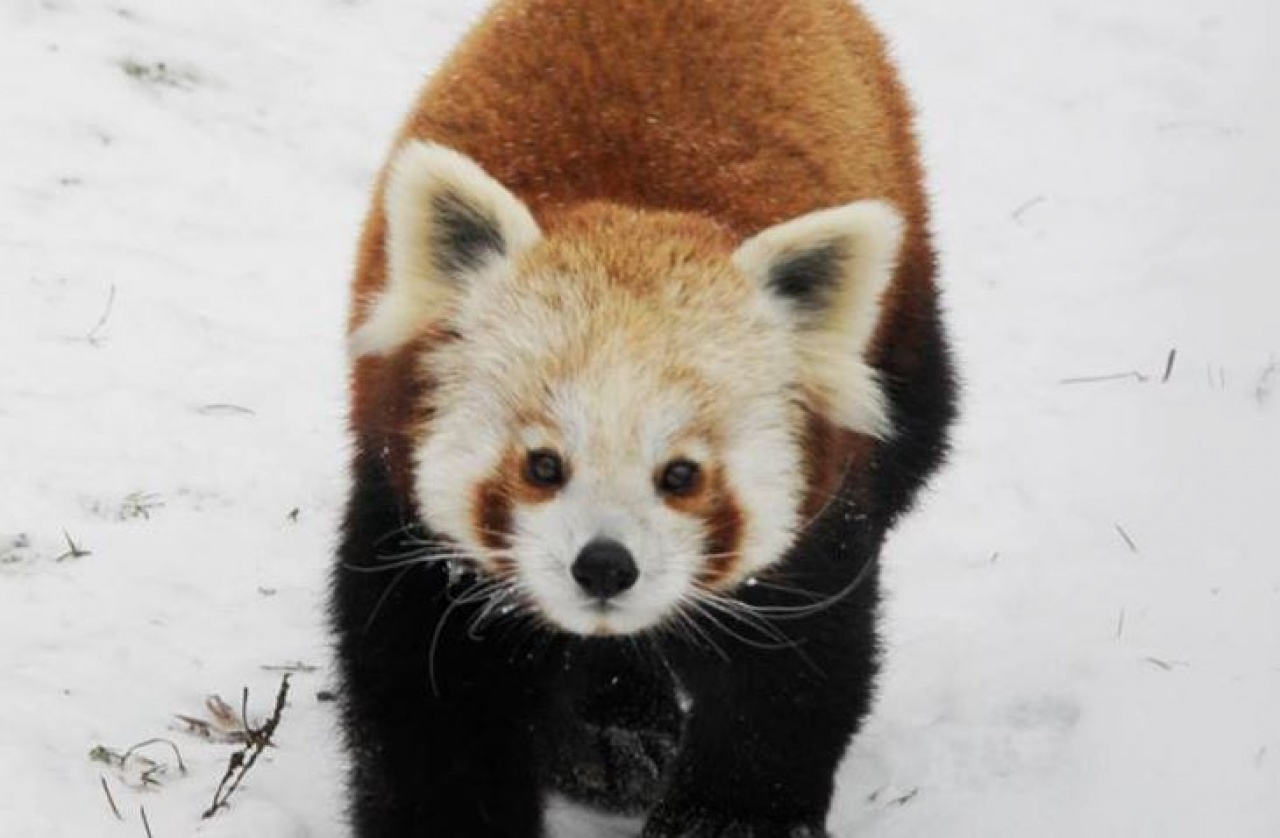 Élvezik a telet a kis pandák a Nyíregyházi Állatparkban