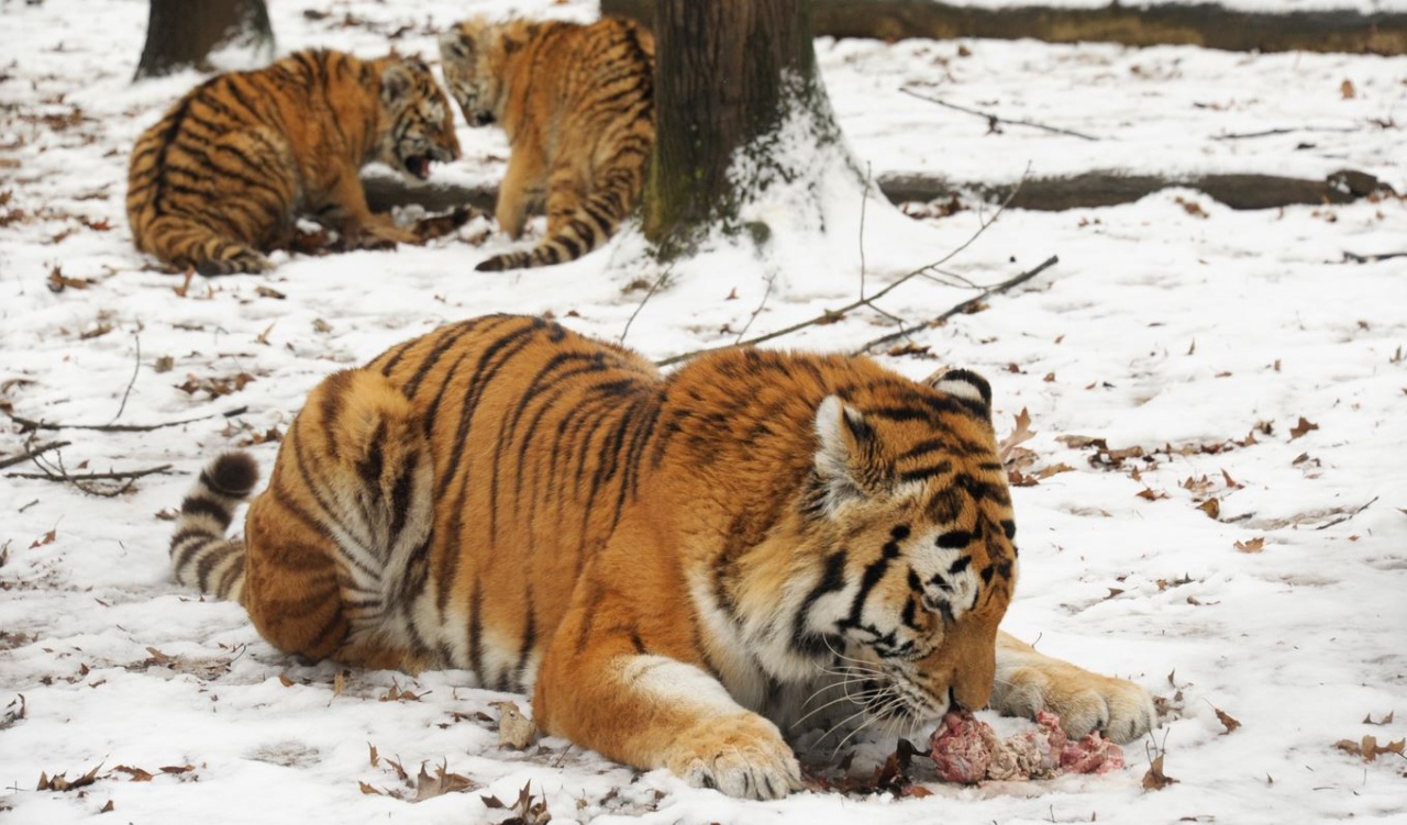 Látványetetés a tigriscsaládnál Nyíregyházán