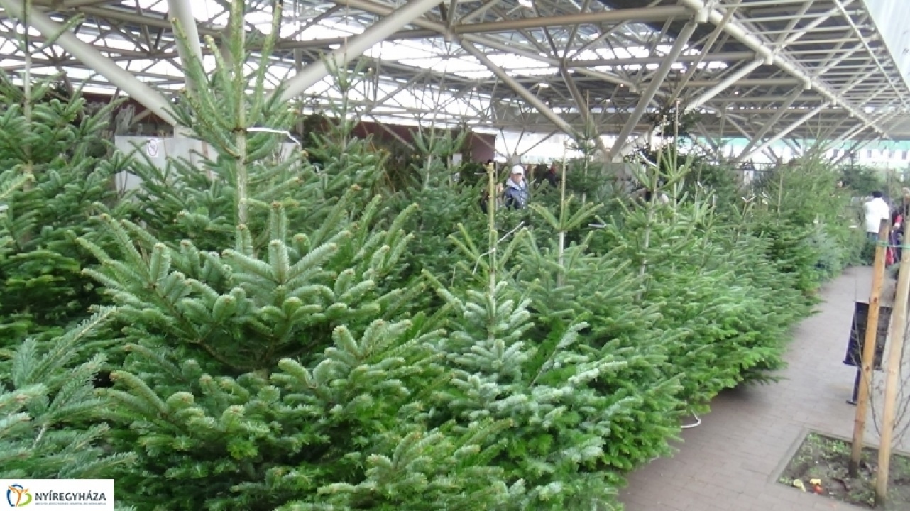 Karácsonyfagyűjtő akció Nyíregyházán