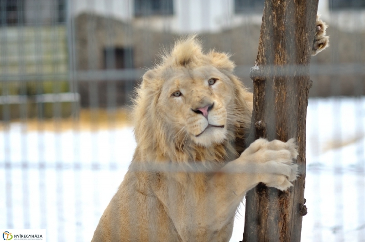 Állati képek Sóstóról