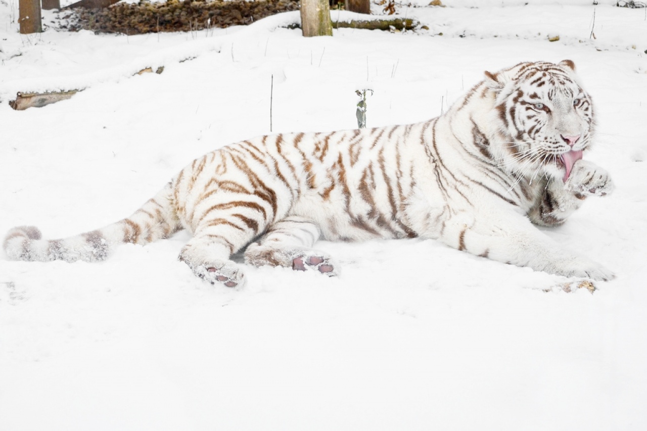 A téli hónapokban is maradandó élményt nyújt az állatpark!