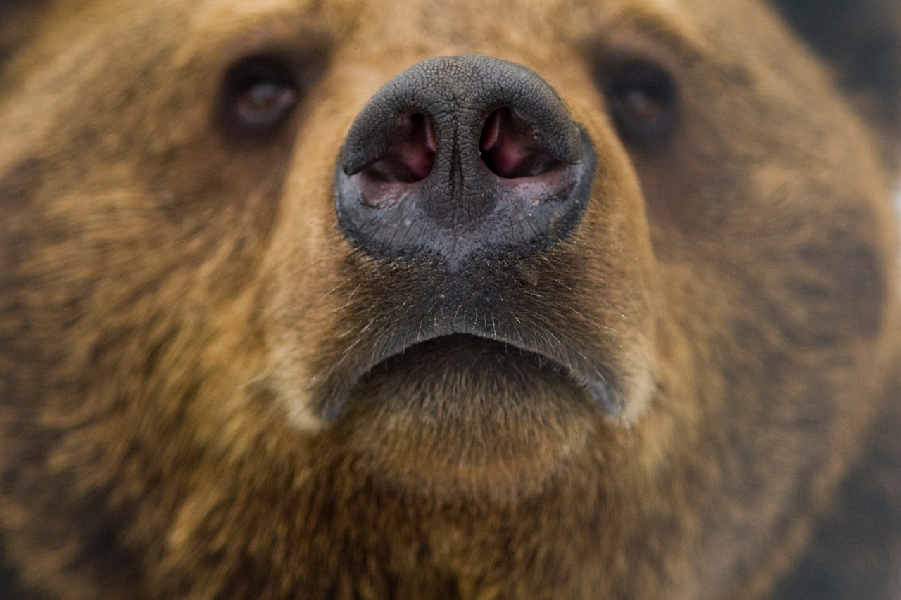 Medvejóslat: itt a tél vége?