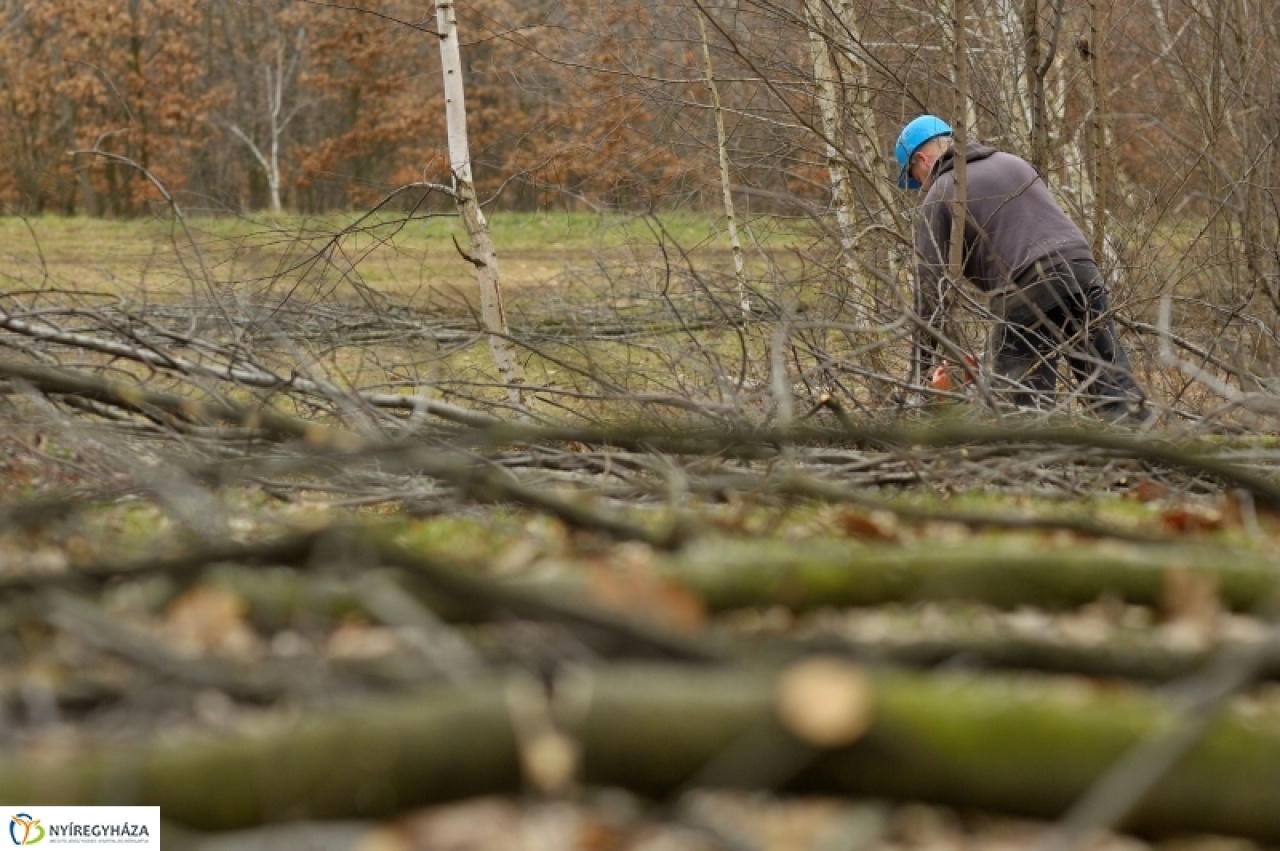 Erdőkezelési munkálatokat végeznek a Sóstói Parkerdőben