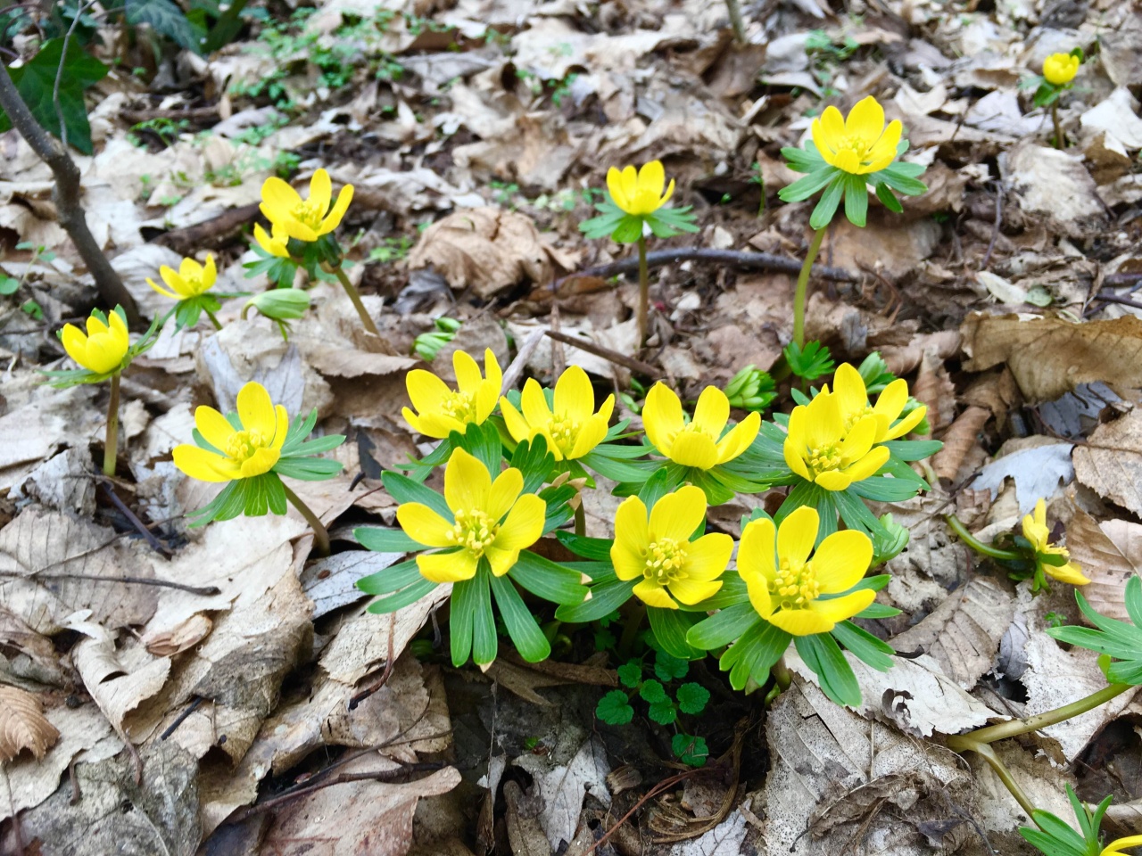 Temeti a telet a nyíregyházi botanikus kert