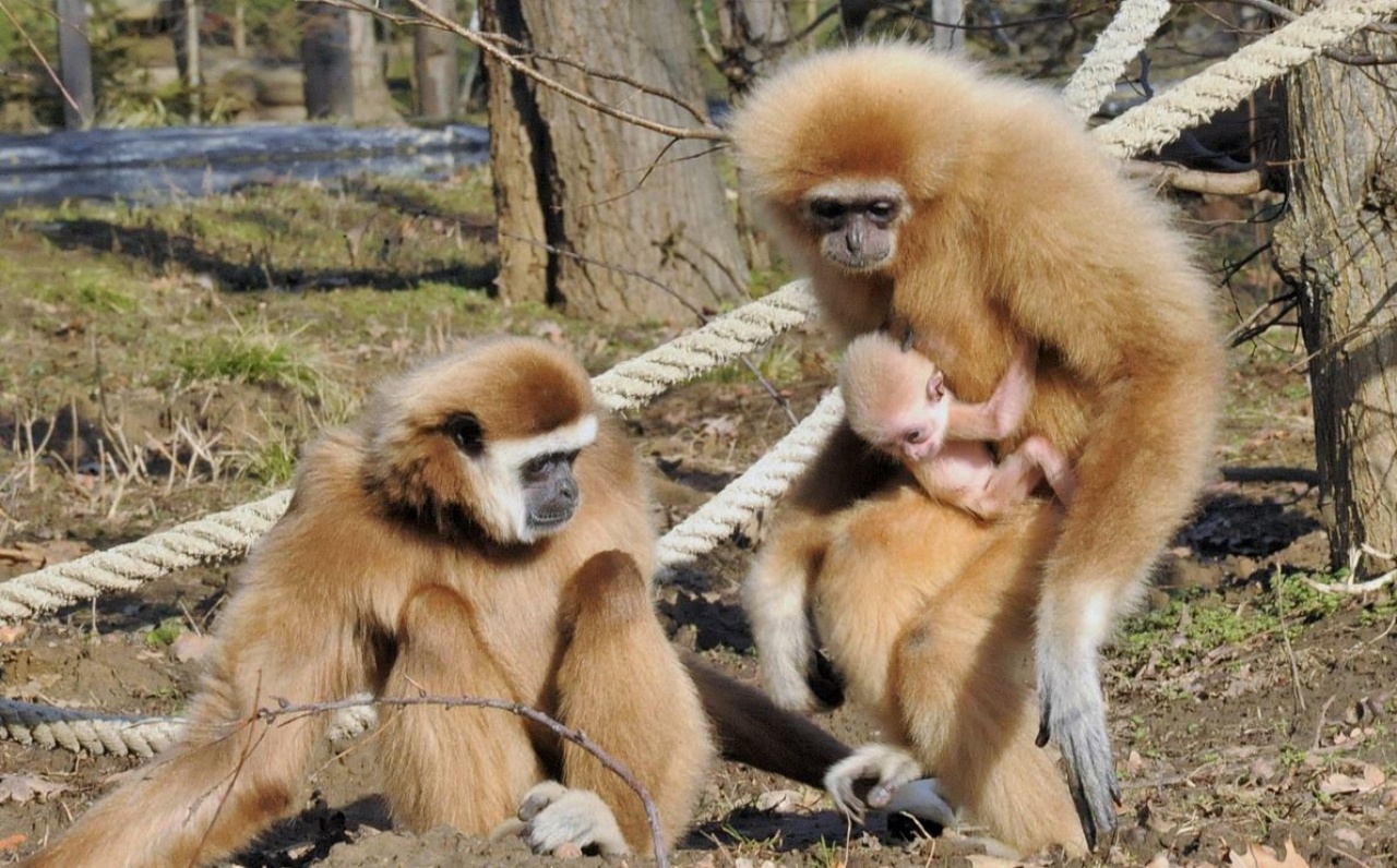 Gibbonbébi született a Nyíregyházi Állatparkban