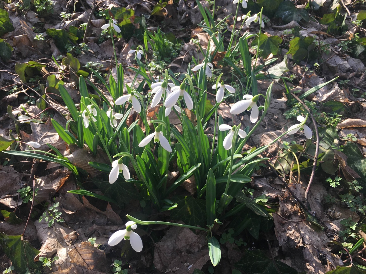 A tavasz első hulláma