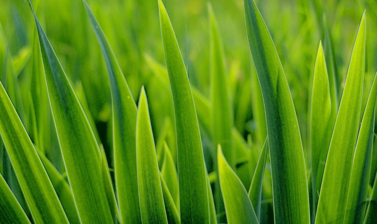A szomszéd fűje mindig zöldebb!