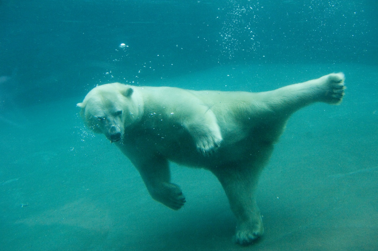 Február 27-e a Jegesmedvék Nemzetközi Világnapja
