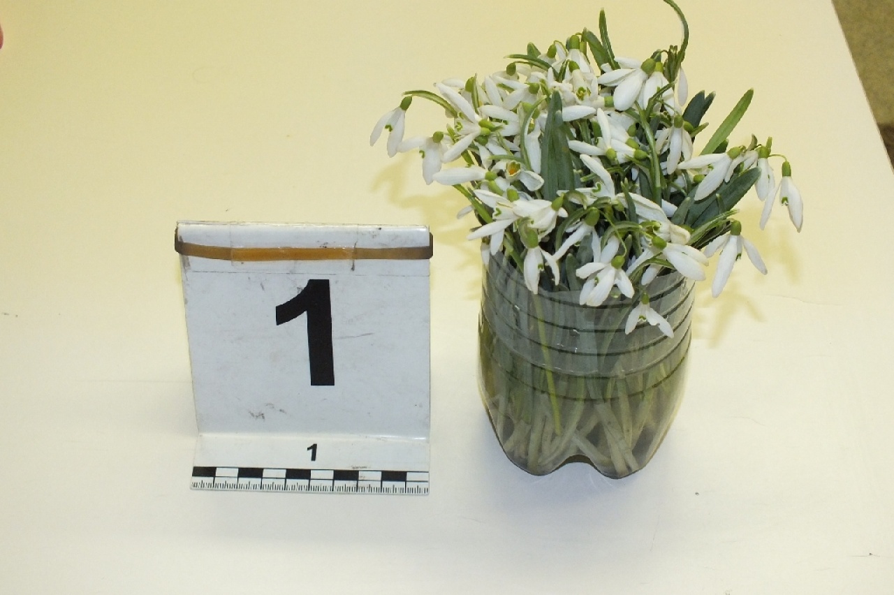 101 hóvirág – Értéke több mint egymillió