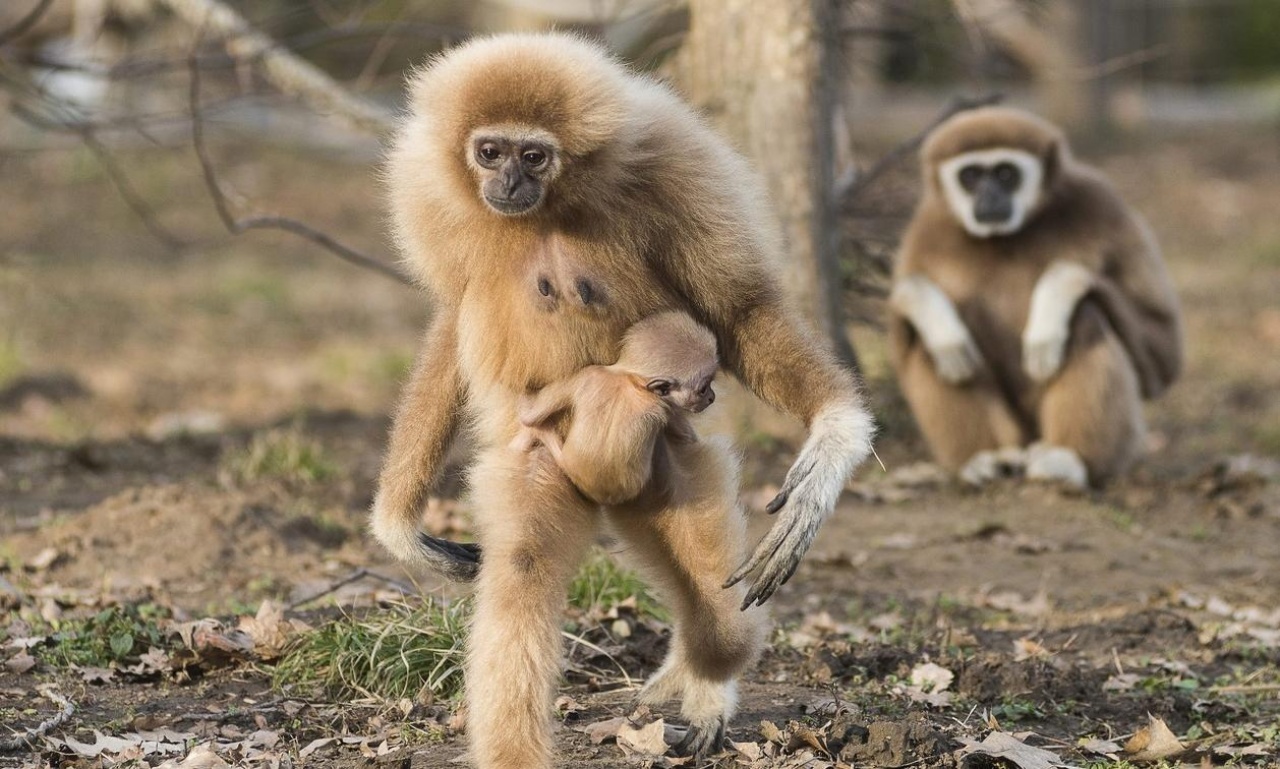Ismét hódít a Nyíregyházi Állatpark a világsajtóban!