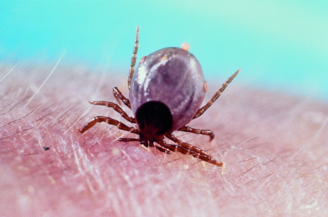 Már most sok a kullancs