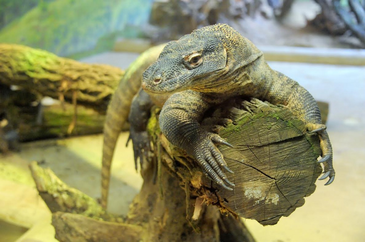 Új komodói sárkányok a Nyíregyházi Állatparkban