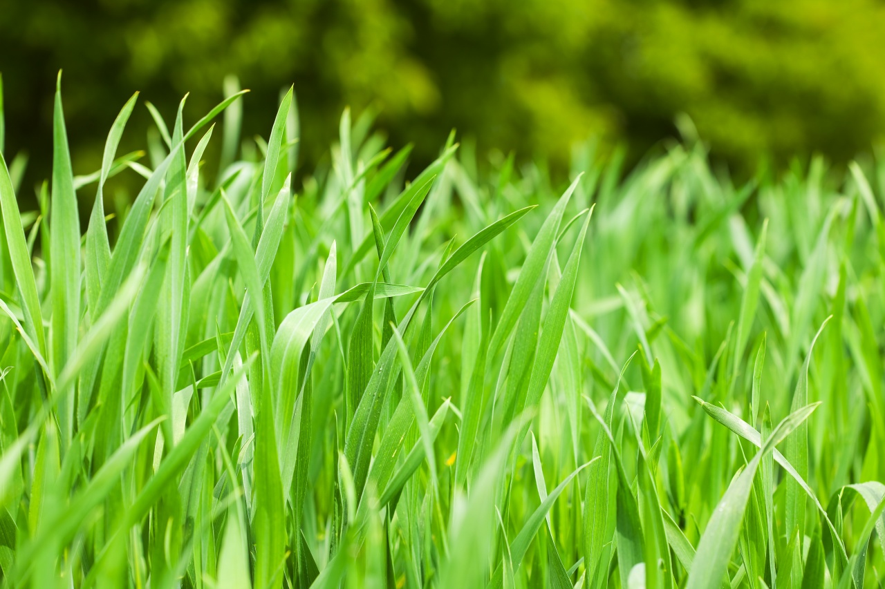 Vasárnapig lehet pályázni a füvesítési akcióra!