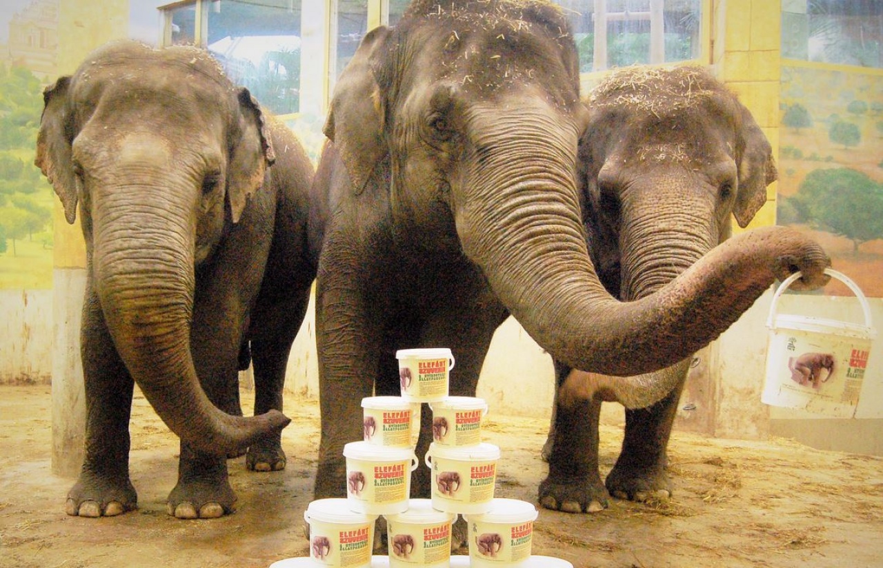 Elefántszuvenír kapható