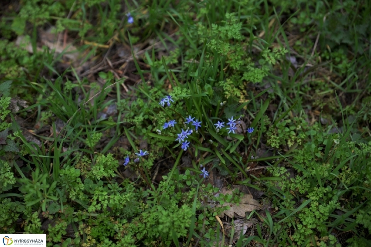 Veszélyben vannak a csillagvirágok?