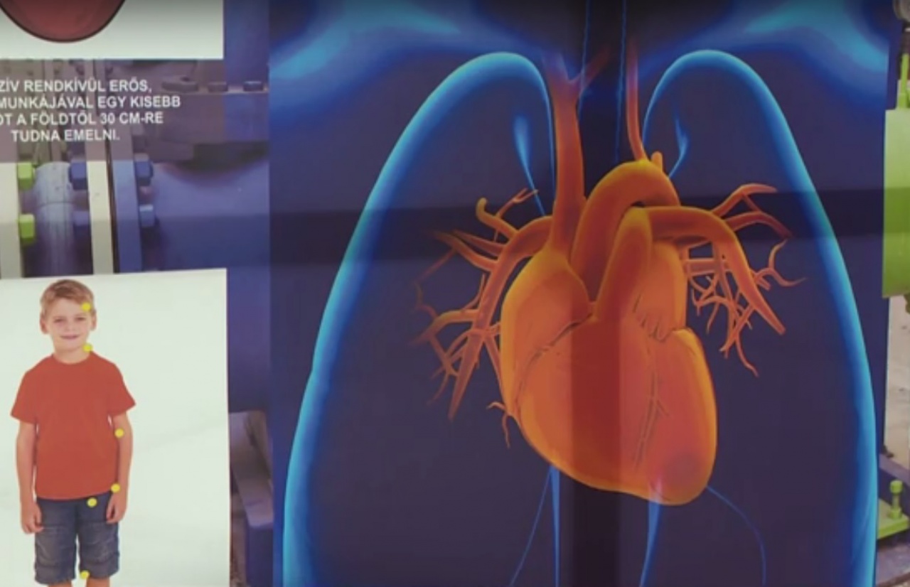 Testünk a csoda – Interaktív kiállítás a VMKK-ban