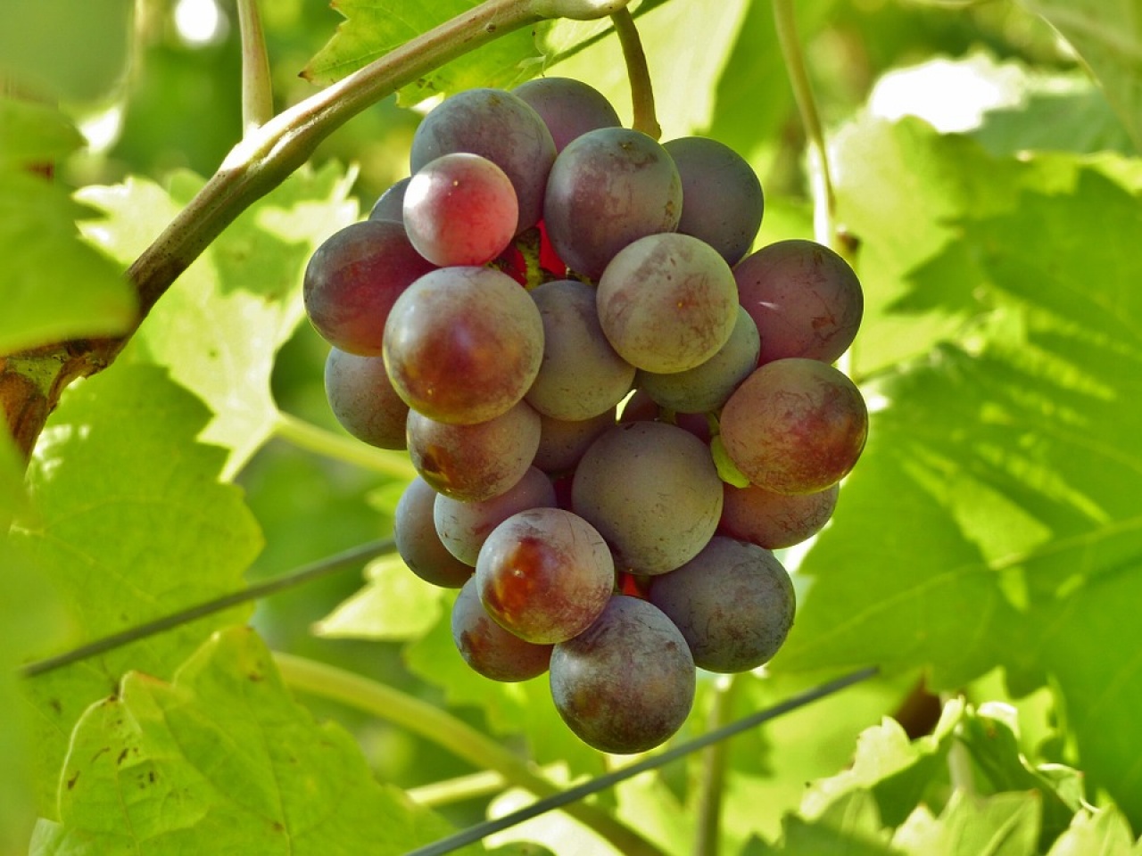 Államilag elismert fajtaminősítés öt szőlőfajtának