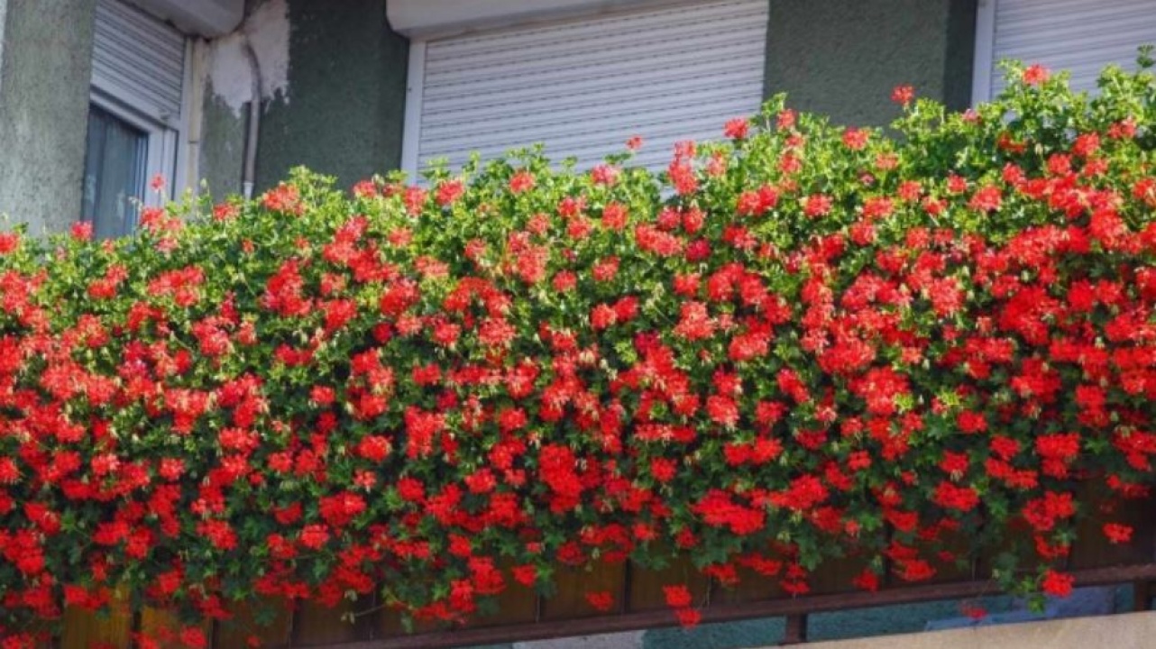 Balkonföldakció Nyíregyházán