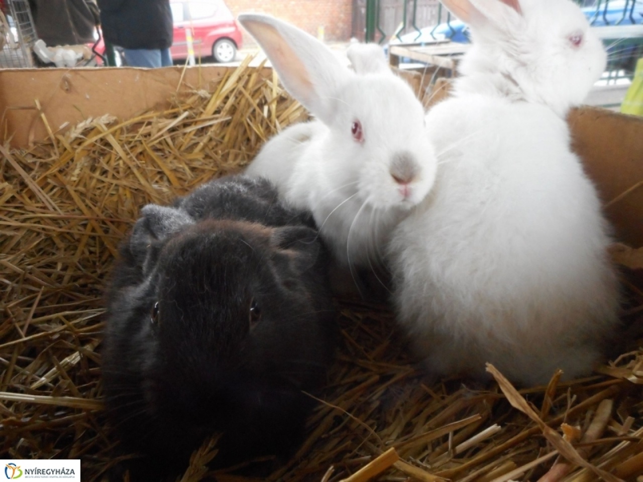 A húsvéti nyusziról az ünnep után is gondoskodni kell