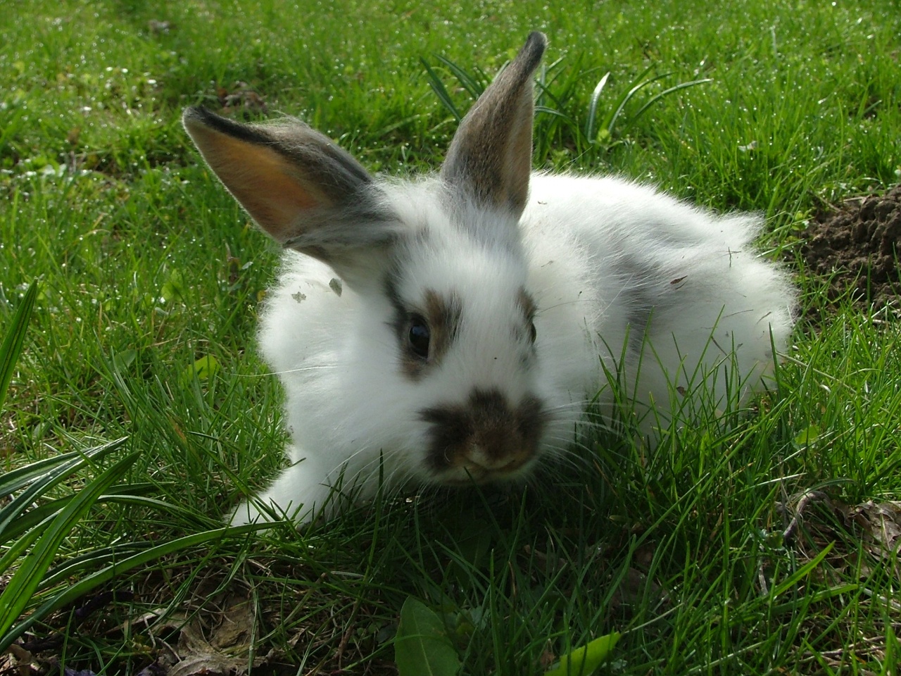 Húsvét után is legyen boldog a nyuszi!