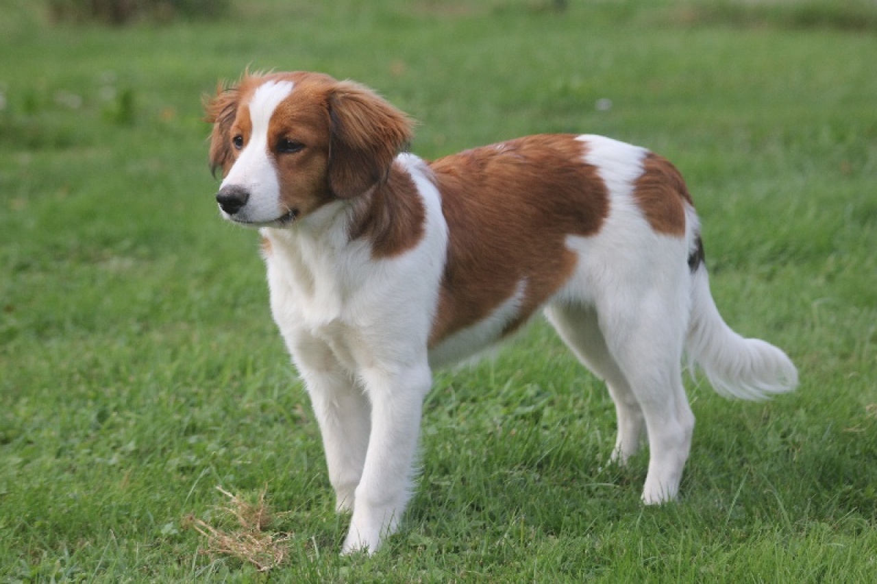 Örökbefogadó nap a gyepmesteri telepen