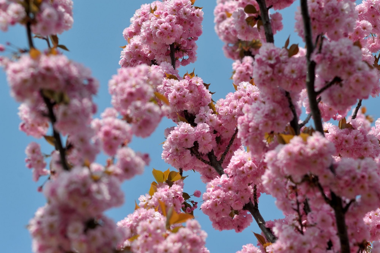 Virágzik a japáncseresznyesor Nyíregyházán