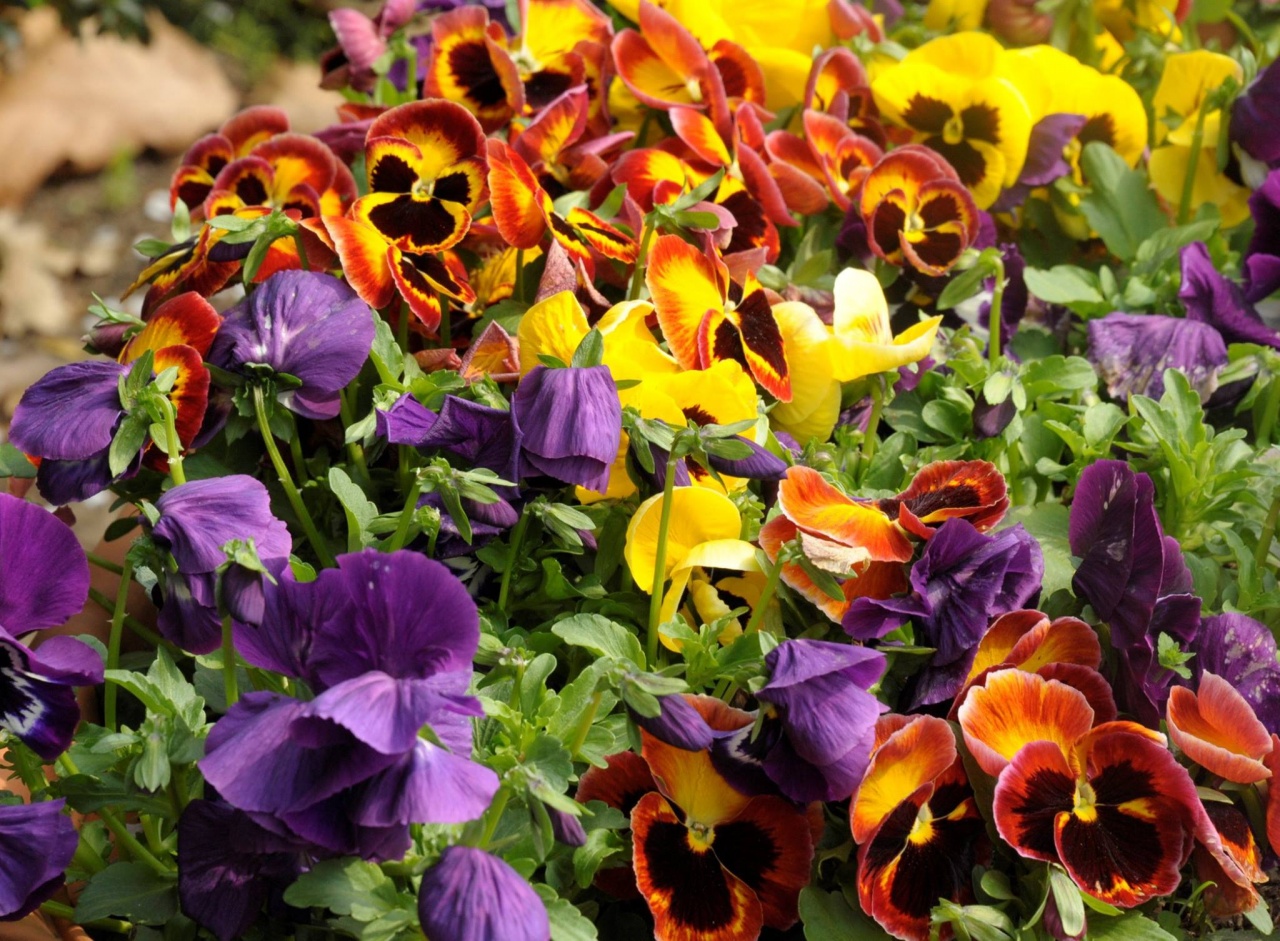 Virágba borult az állatpark