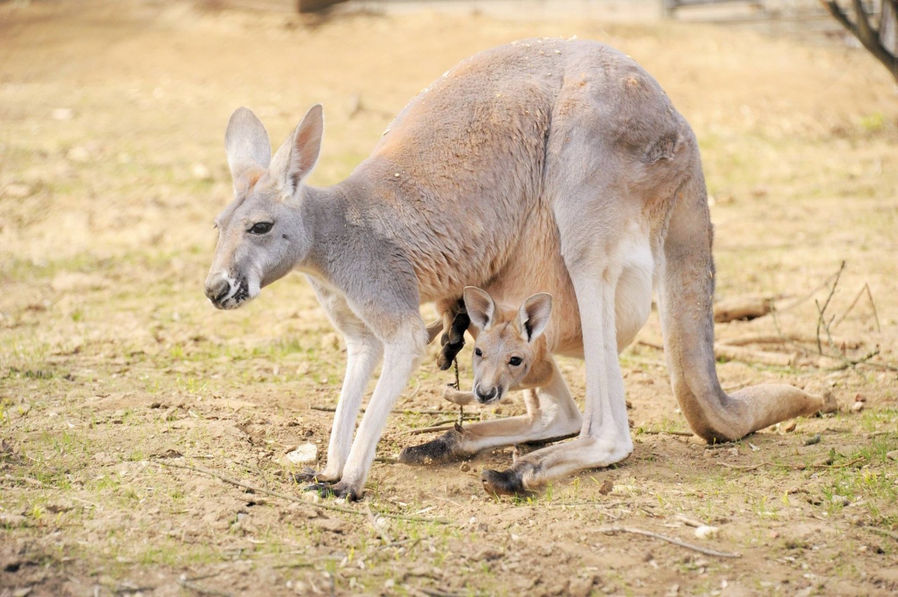 Kibújt az erszényből a kis kenguru