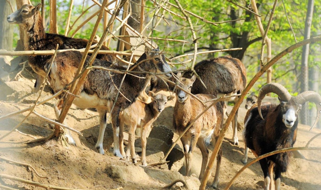 Muflonbárányok születtek a Nyíregyházi Állatparkban