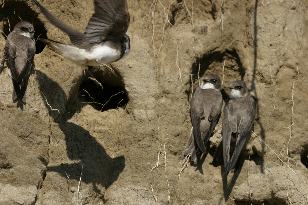 A klímaváltozást a madarak is jelzik
