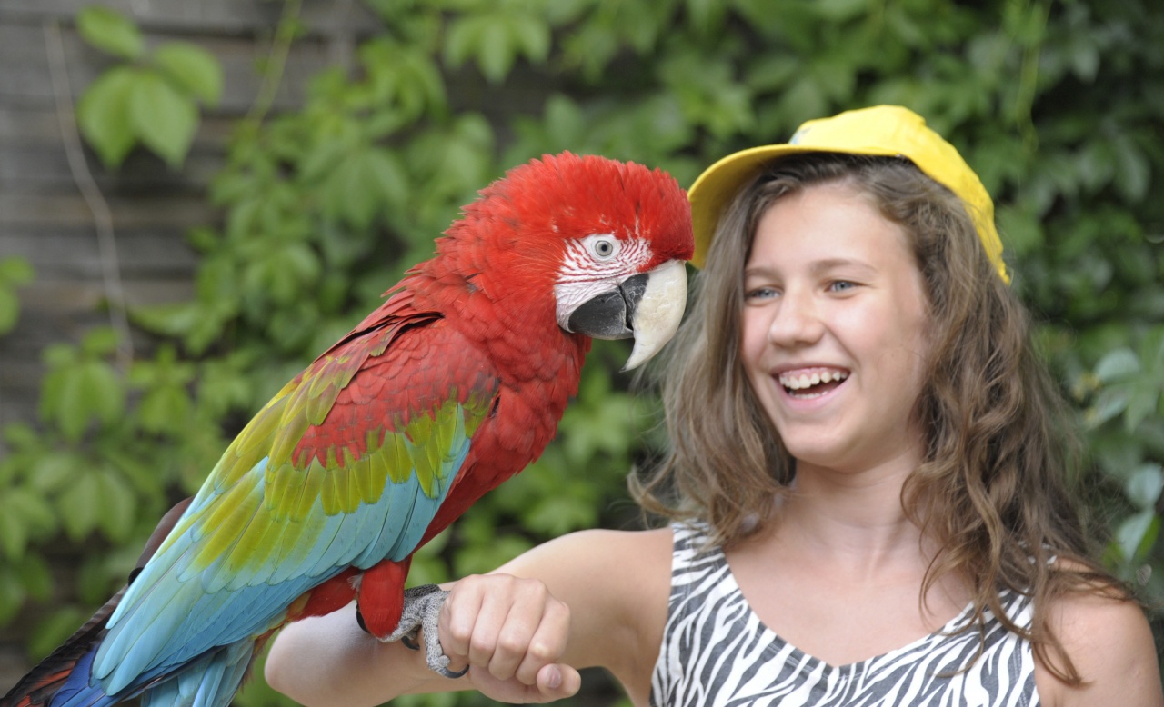 Május 2-ától lehet jelentkezni a Zoo sulira!