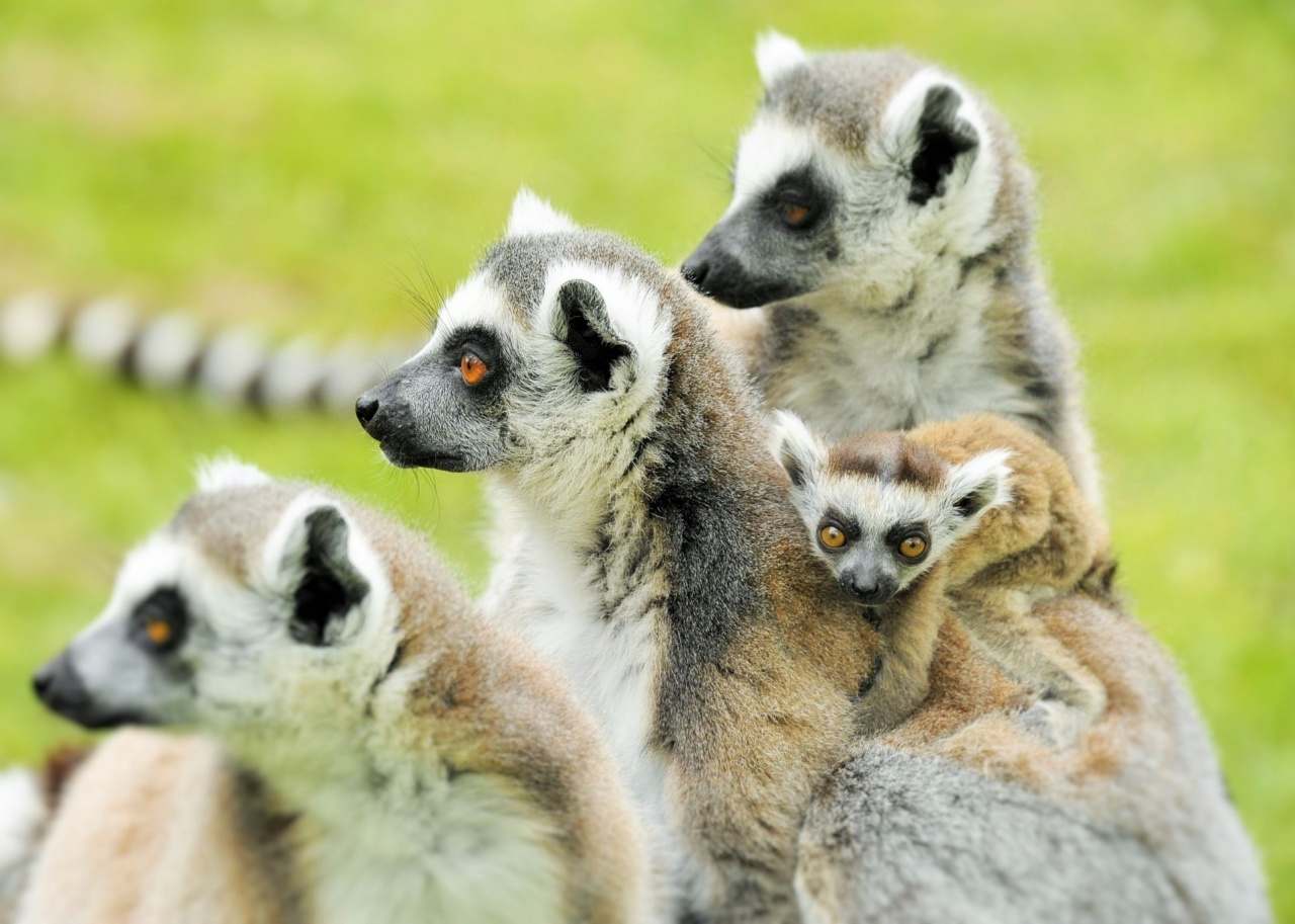 Gyűrűsfarkú maki bébik a SóstóZoo-ban!