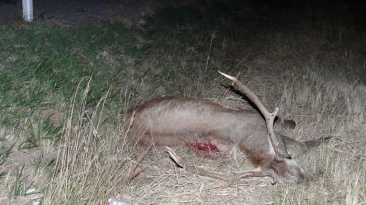 Kettős felelősség vadbaleseteknél